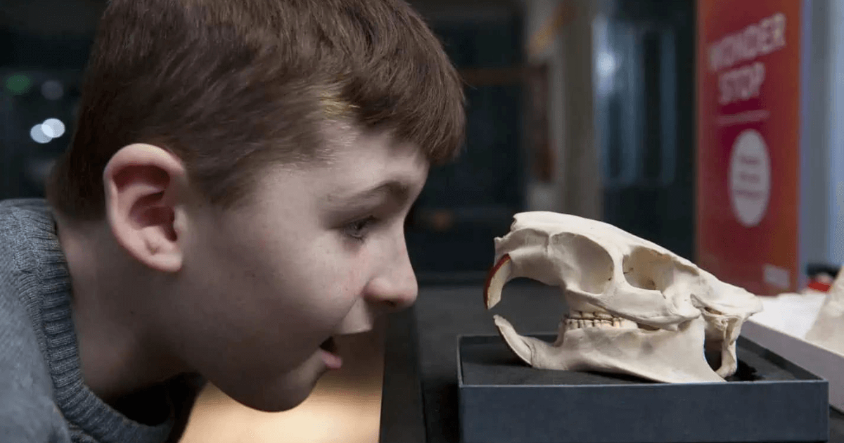 boy looking close to an animal skull